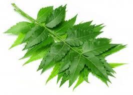 Neem Leaf