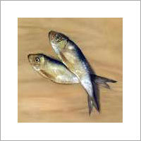 Frozen Fish