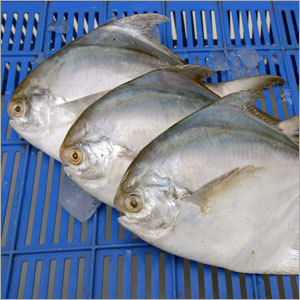 Silver Pomfret Fish