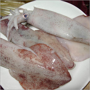 Squids Fish