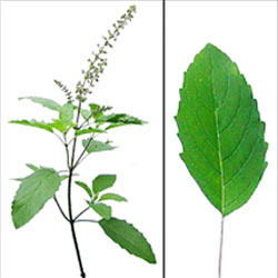 Tulsi