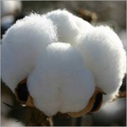 Pure Raw Cotton