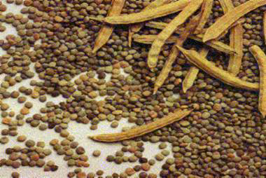 Guar Seed 