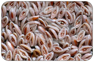 Psyllium Seeds