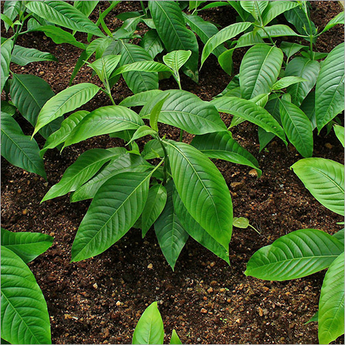 Adusa Leaves