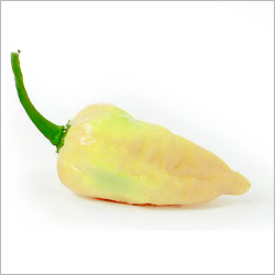 Safed Mirchi