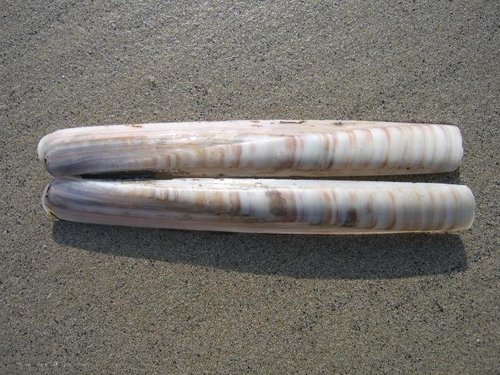 Sea Razor Shell
