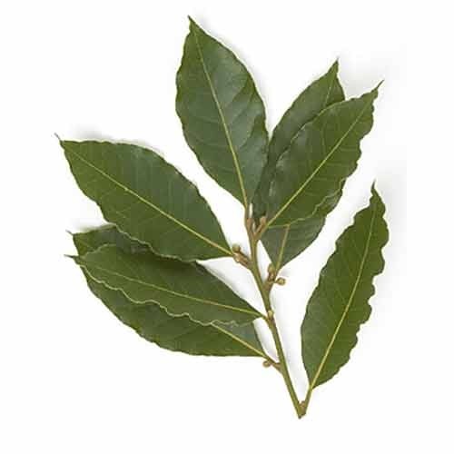 Bay Leaves
