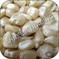 White Maize seed