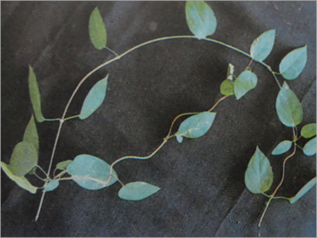 Herbal Leaves Extract