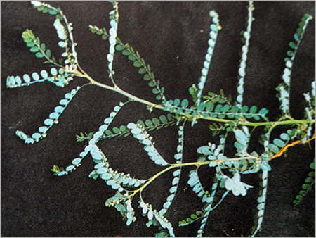 Phyllanthus Niruri