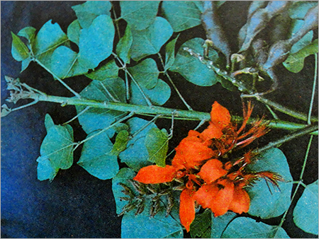 Herbal Extract Remedies 