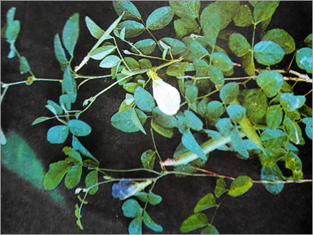 Natural Herbs Extract