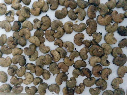 cashew nut shell