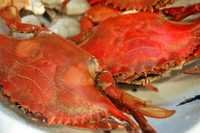 Blue Claw Crab