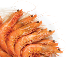 Prawn