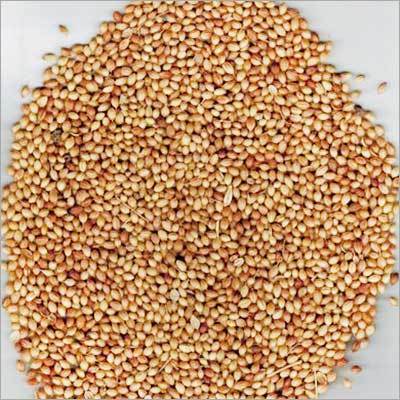 Coriander Badami Whole Yellowish