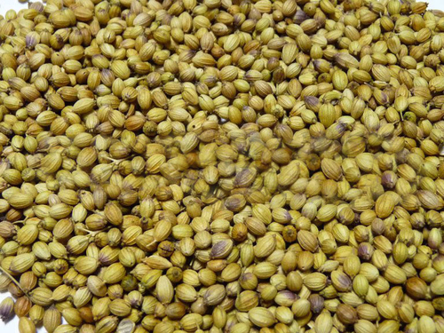 Coriander Double Parrot Green