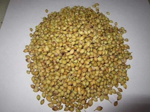 Coriander Eagle Light Green And Yellowish