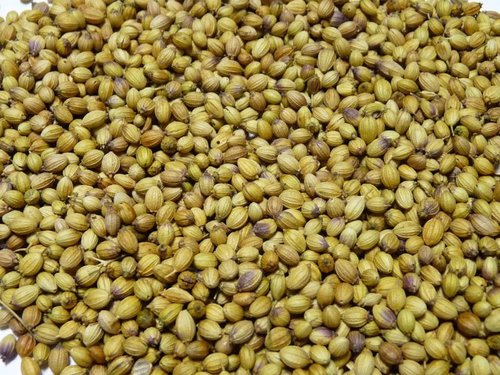 Coriander Single Parrot Light Green