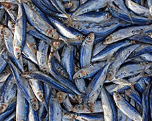 Salted Fish