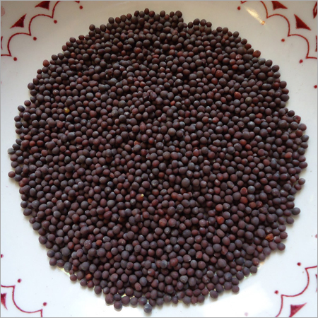 Black Mustard Seed (Bold)