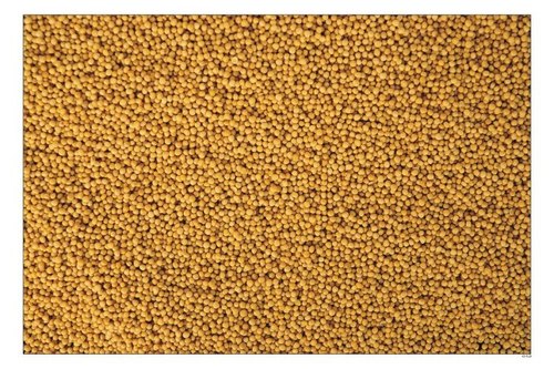 Yellow Mustard Seeds Bold