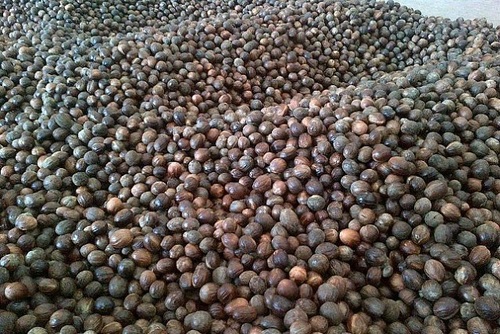 Nutmeg with Shell - Seed, 50 Kg PP Bag, Crop Year 2013-14 | Pure Spice, Moisture 11% Max, Foreign Matter 1% Max, Intense Taste, Versatile Uses