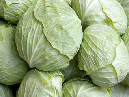Fresh Cabbage