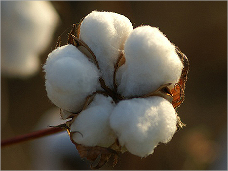 Cotton Seeds