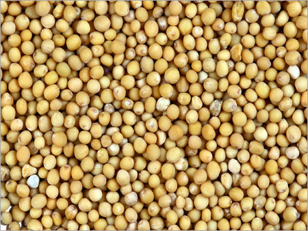 Mustard Seeds