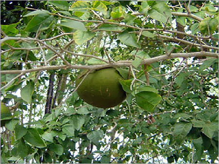 Bael Fruit