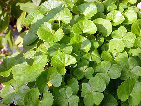 Brahmi Leaf
