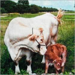 Cattle Feed Supplement Powder