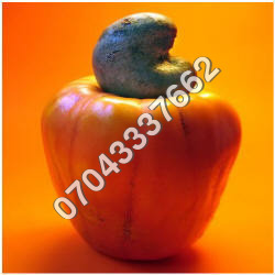 Raw Cashew Nut