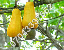 Raw Cashews - Kidney-Shaped, Yellow Color, Low Moisture | High Quality, Natural Taste, Rich Nutrients, Versatile Use, Wholesome Snack