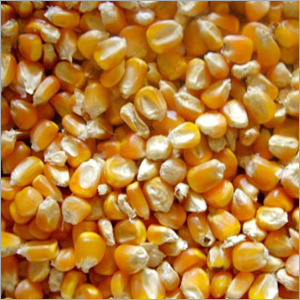 Maize Seeds - Organic Non-GMO Bulk Packaging | High Yield Disease Resistant Fast Growth Easy Planting High Germination