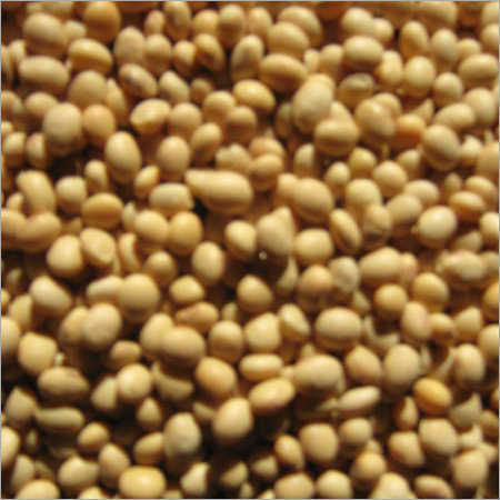 Soybean Seeds