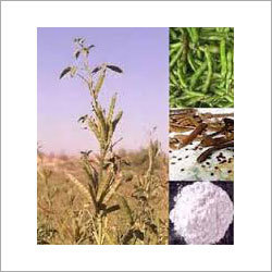 Guar Gum Plant