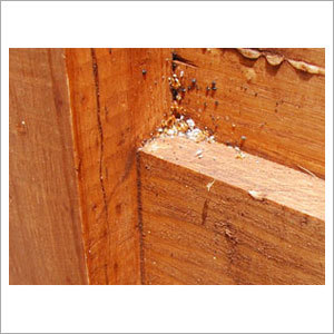 Bed Bug Removal Services