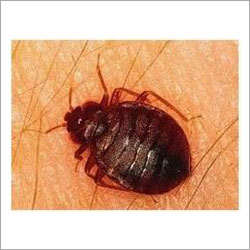 Bedbugs Services