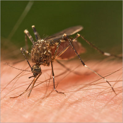 Mosquito Control Treatment
