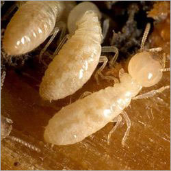 Termite Control Services