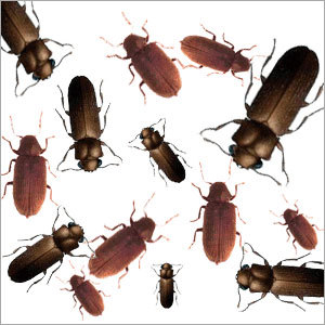 Wood Borer Control Services By SIDDHI INSECTICIDE SERVICE