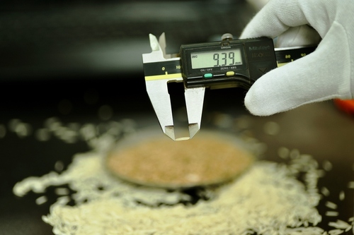 Rice Quality Cheking
