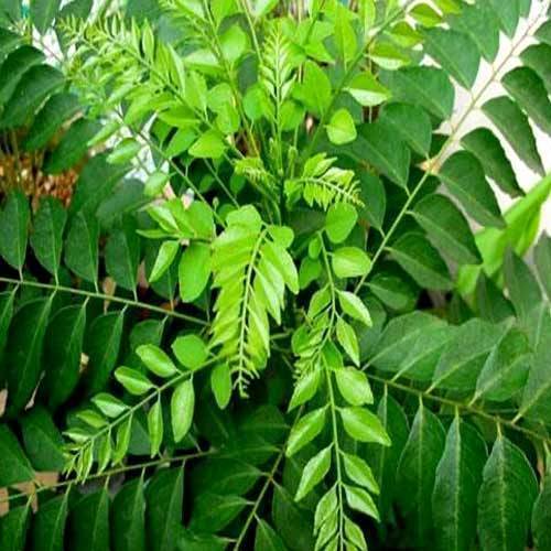 Curry leaf