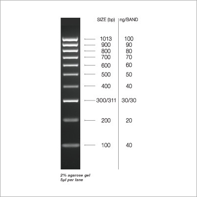 100BP Power DNA Ladder