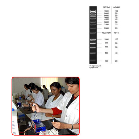 DNA Ladder Pharmaceutical