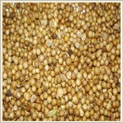Coriander