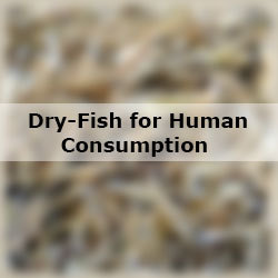 Dry-Fish for Human Consumption